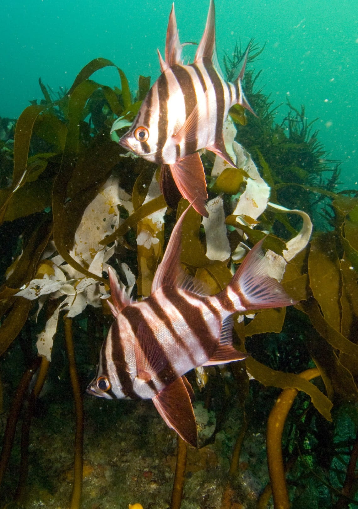 Photo of two Old Wife, taken by Parks Victoria
