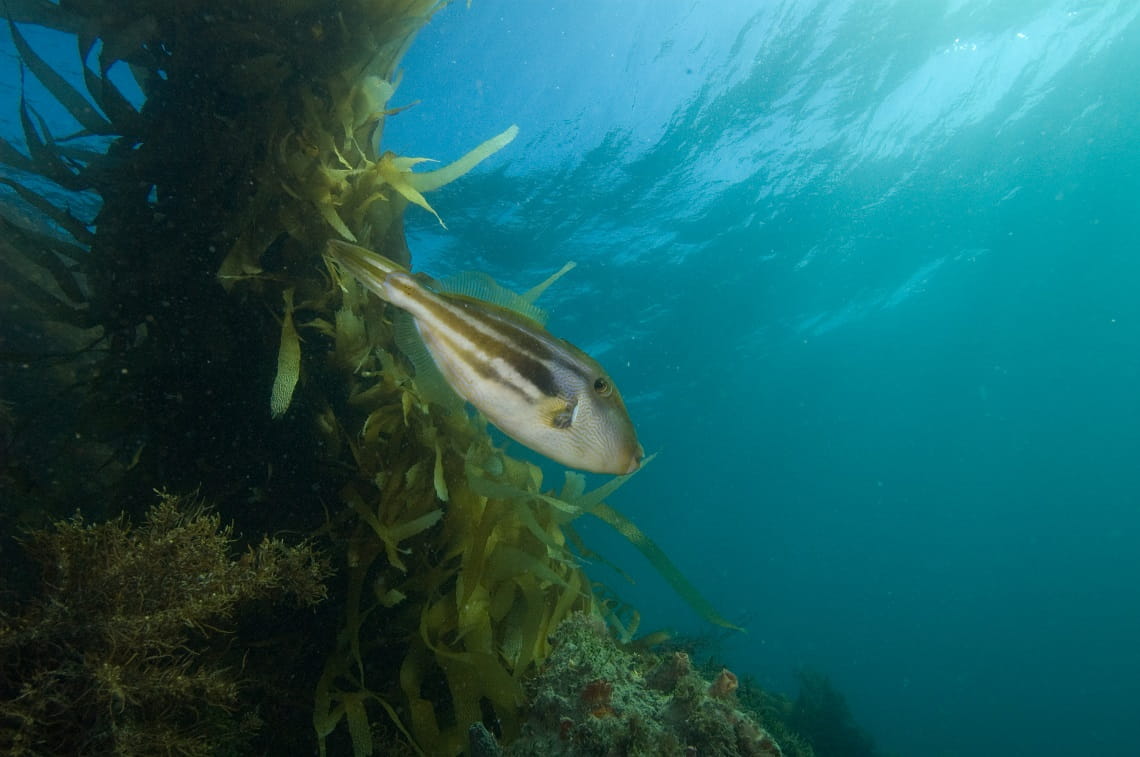 Photo of a Sixspine leatherjacket taken by Museums Victoria