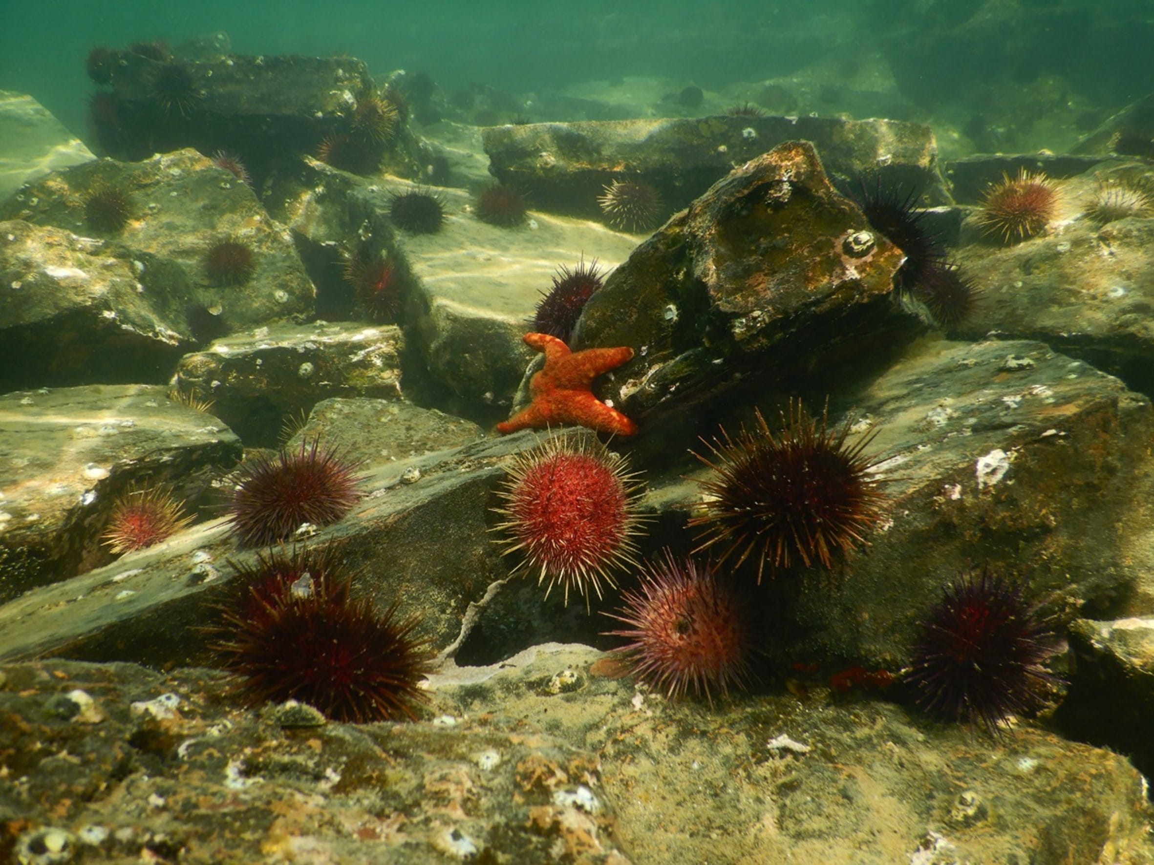 Pale coloured rocks are covered in red and purple sea urchins