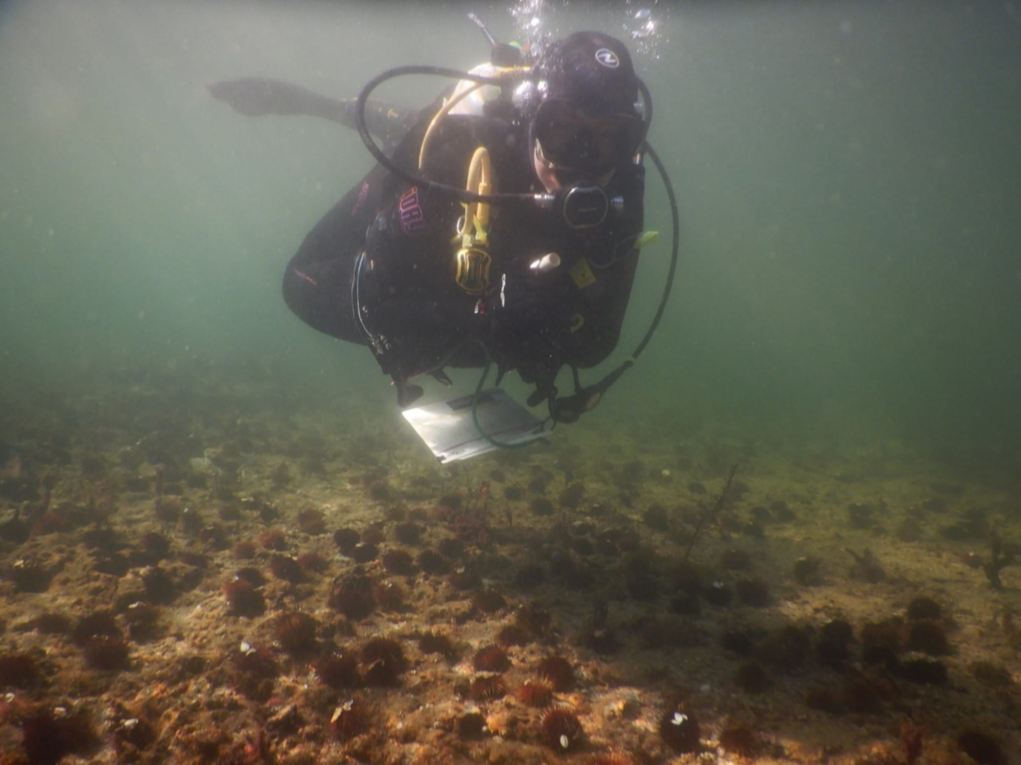 A diver in a dark wet suit hovers above a sea urchin barren