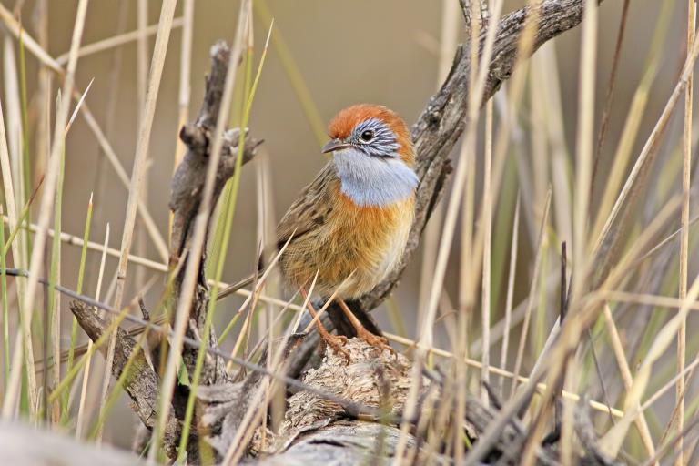 Small male Mallee-emu wren bird in long grass