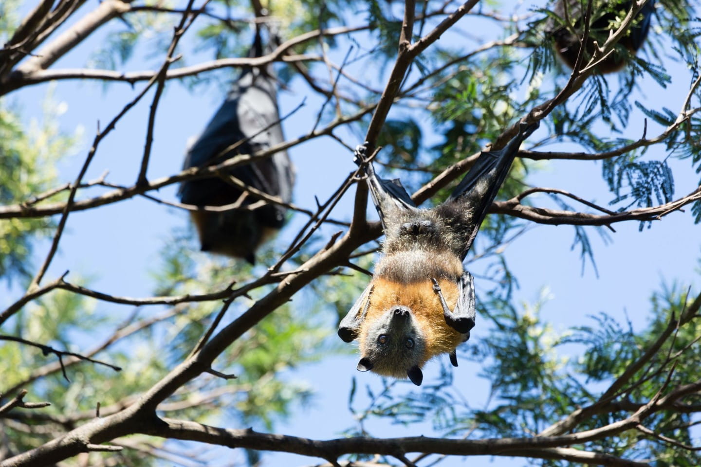 Flying Fox