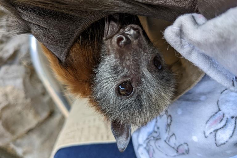 A rescued flying fox
