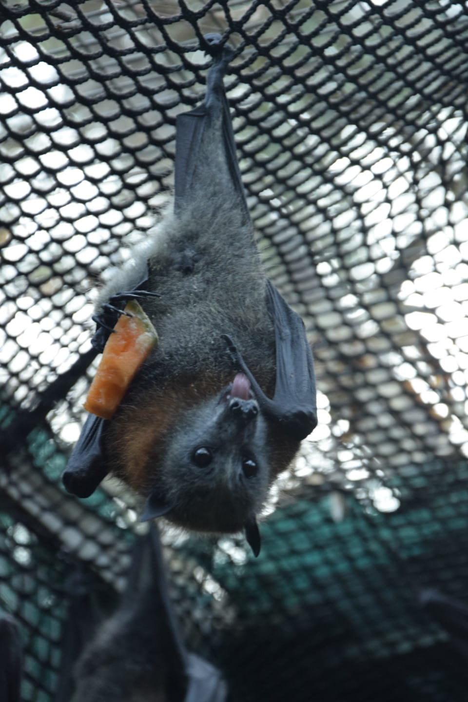 Bat with fruit in the soft-release enclosure
