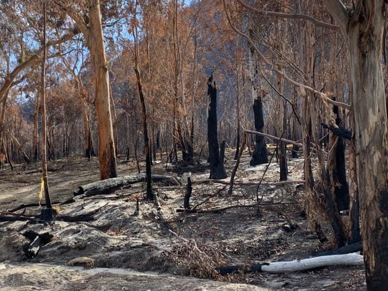 Blackened trees and grey ash show fire damage