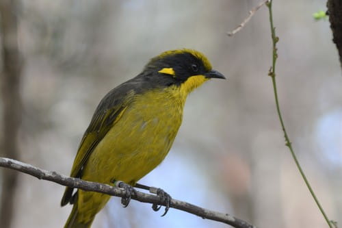 Close up of a Helmeted Honeyeater perched on a branch