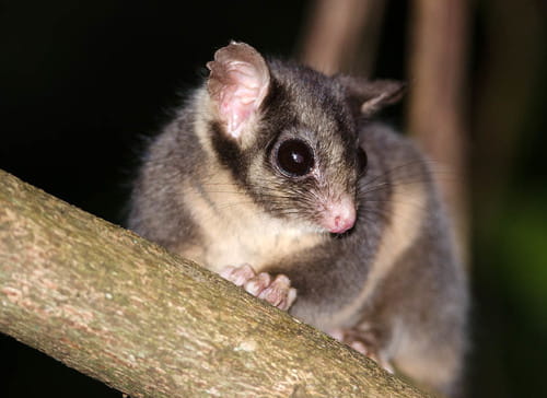Close up of a Leadbeater's Possum
