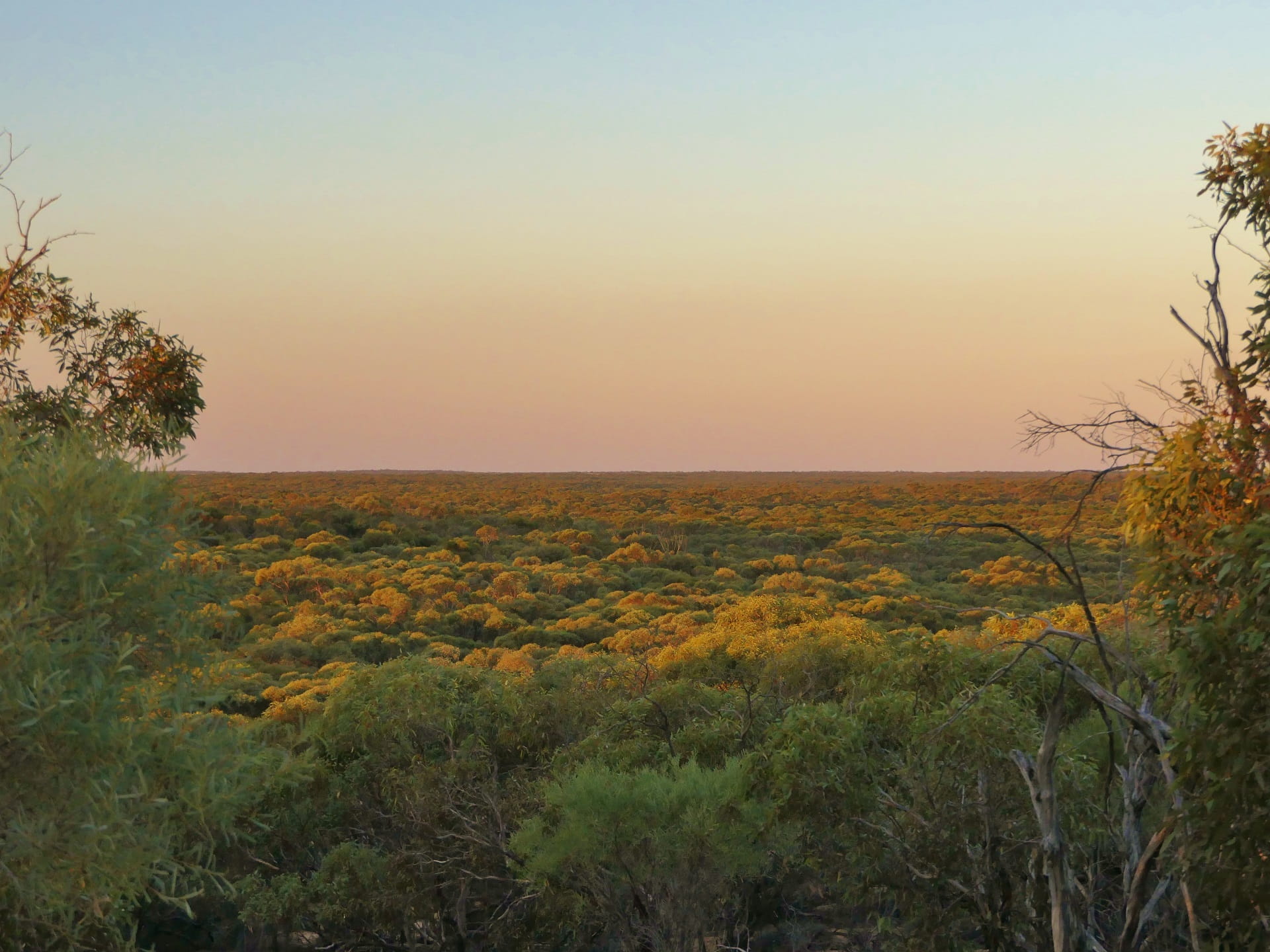 Looking over Annuello Flora and Fauna Reserve