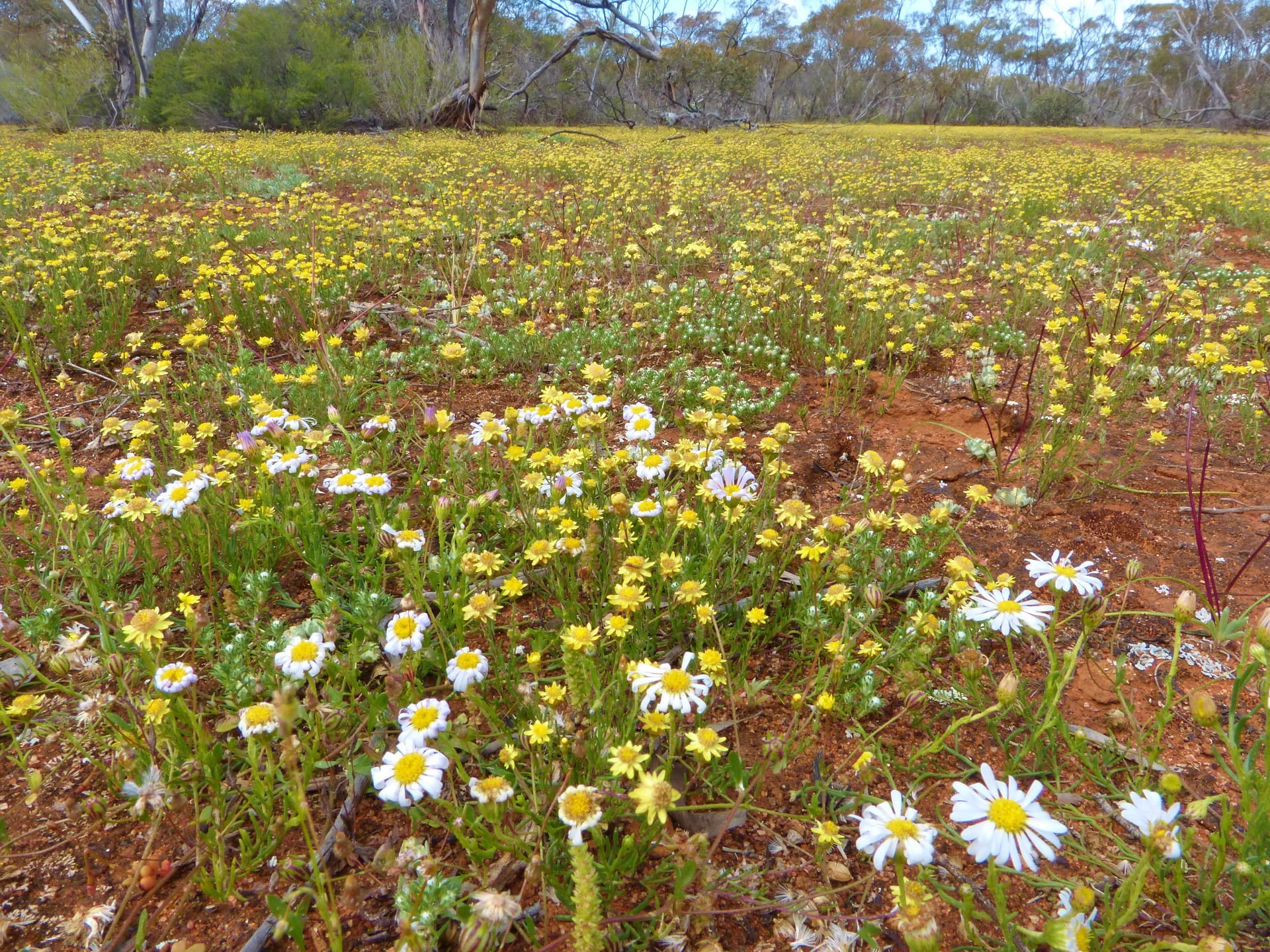 Beautiful wildflowers at Annuello Flora and Fauna Reserve