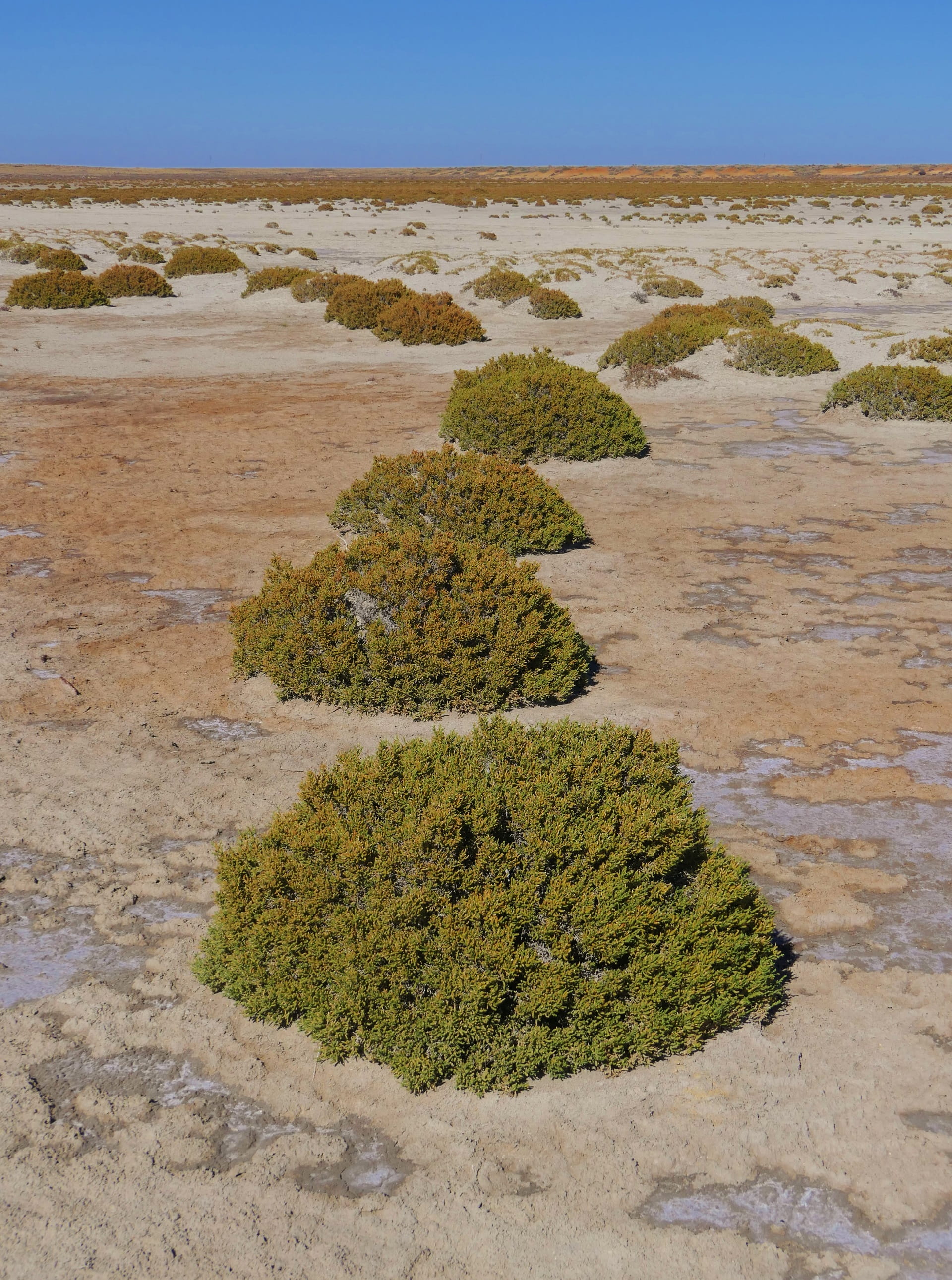 Salt lake at Bael Bael Grassland Nature Conservation Reserve
