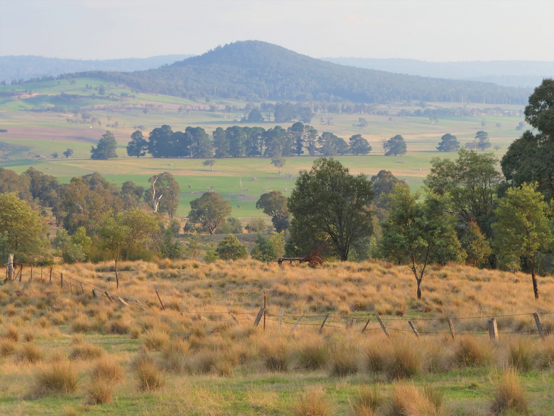 Montane Tussock Grassland at Bendoc Nature Conservation Reserve