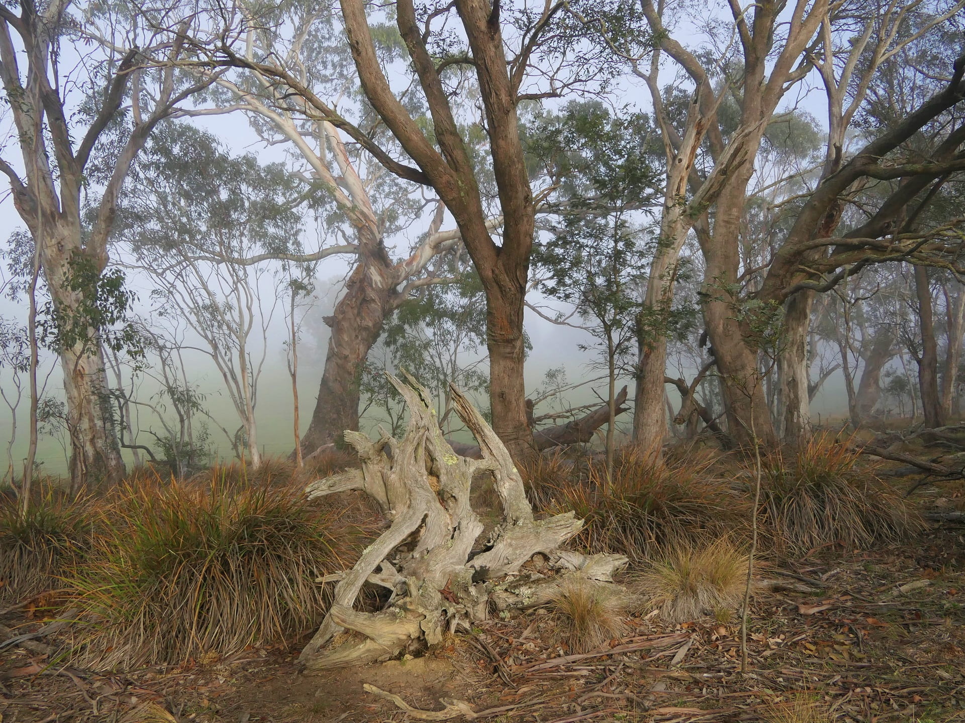 Subalpine woodlands at Bendoc Nature Conservation Reserve