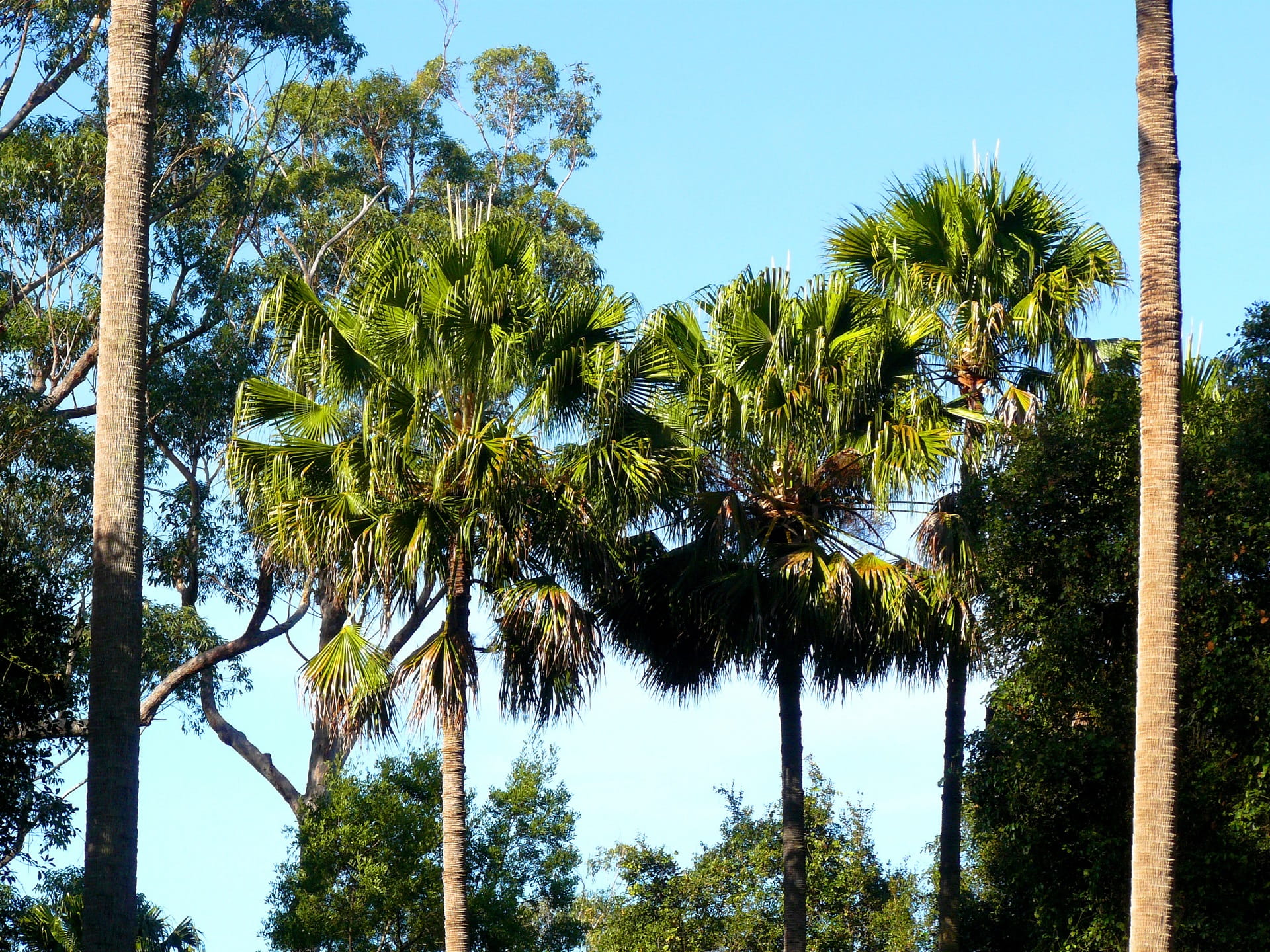 Cabbage Tree Creek Flora Reserve