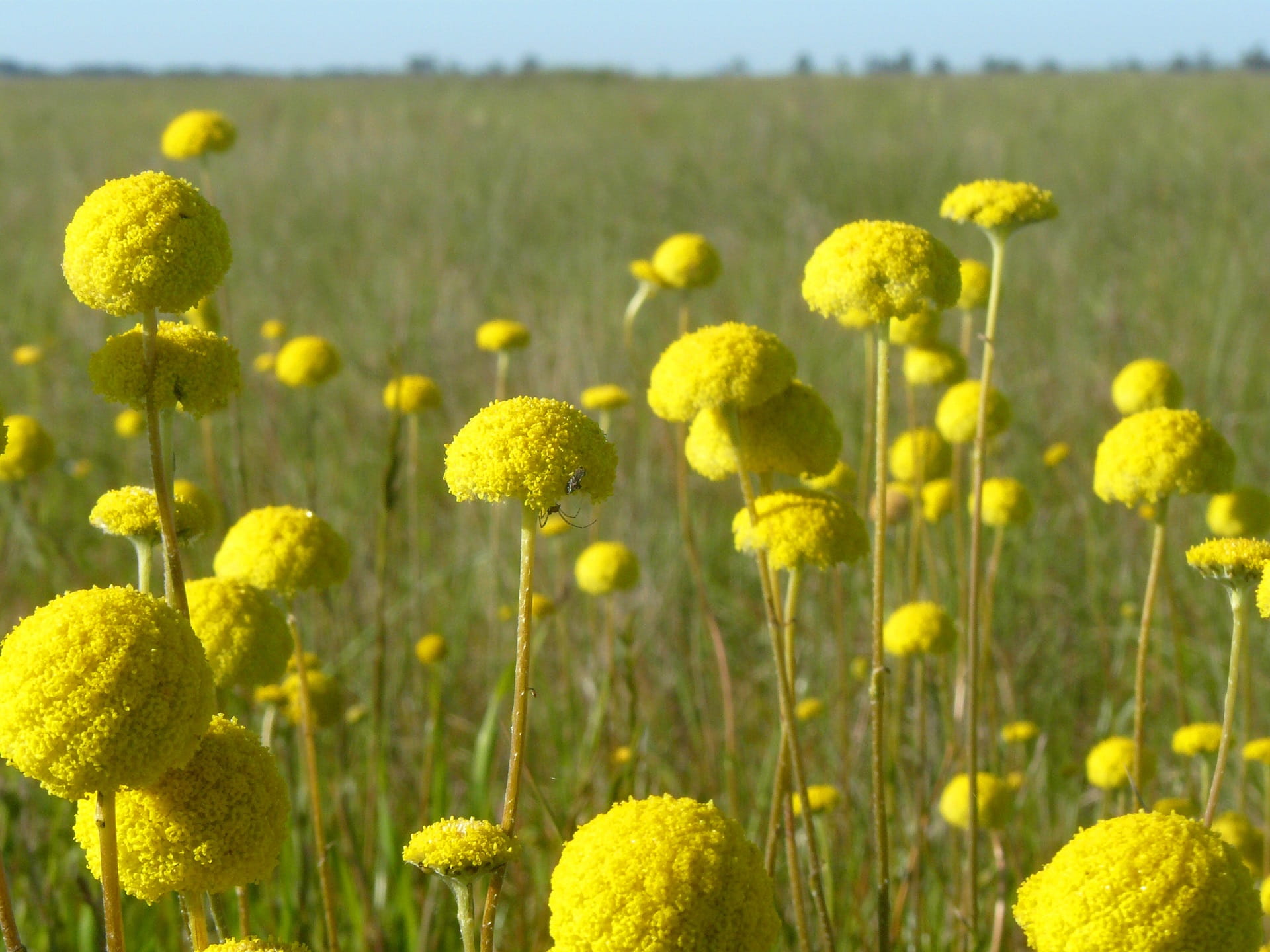 Drumsticks at Bael Bael Grasslands Nature Conservation Reserve
