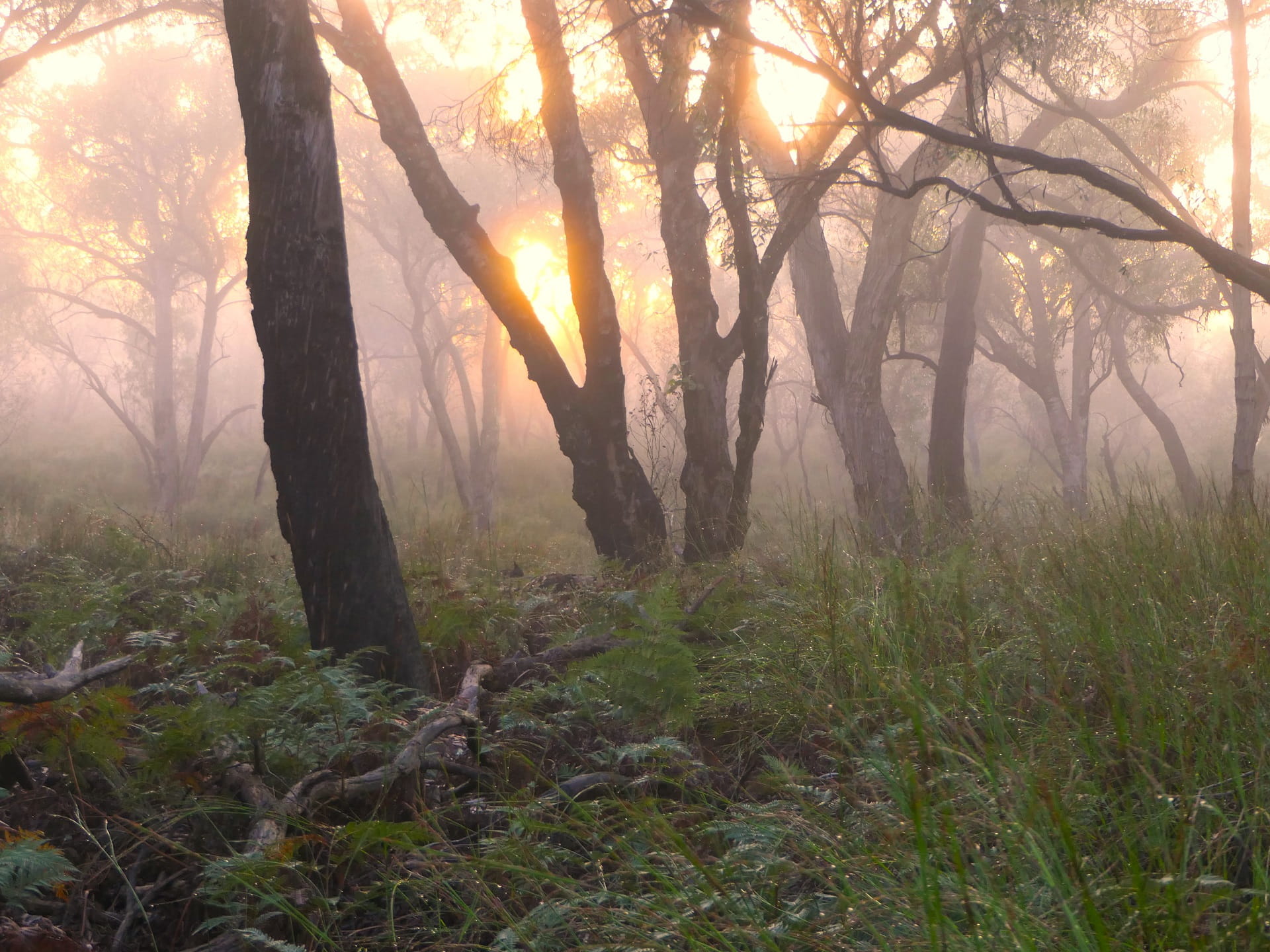 Pookila (New Holland Mouse) habitat at Providence Ponds Flora and Fauna Reserve