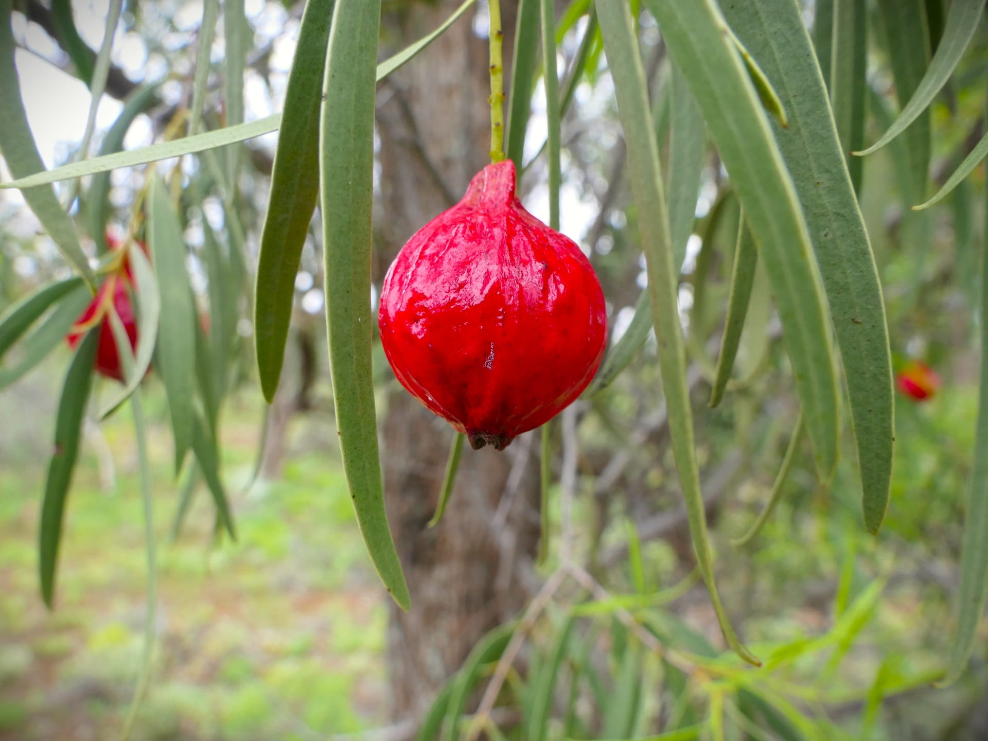 Quandong at Yarrara Flora and Fauna Reserve