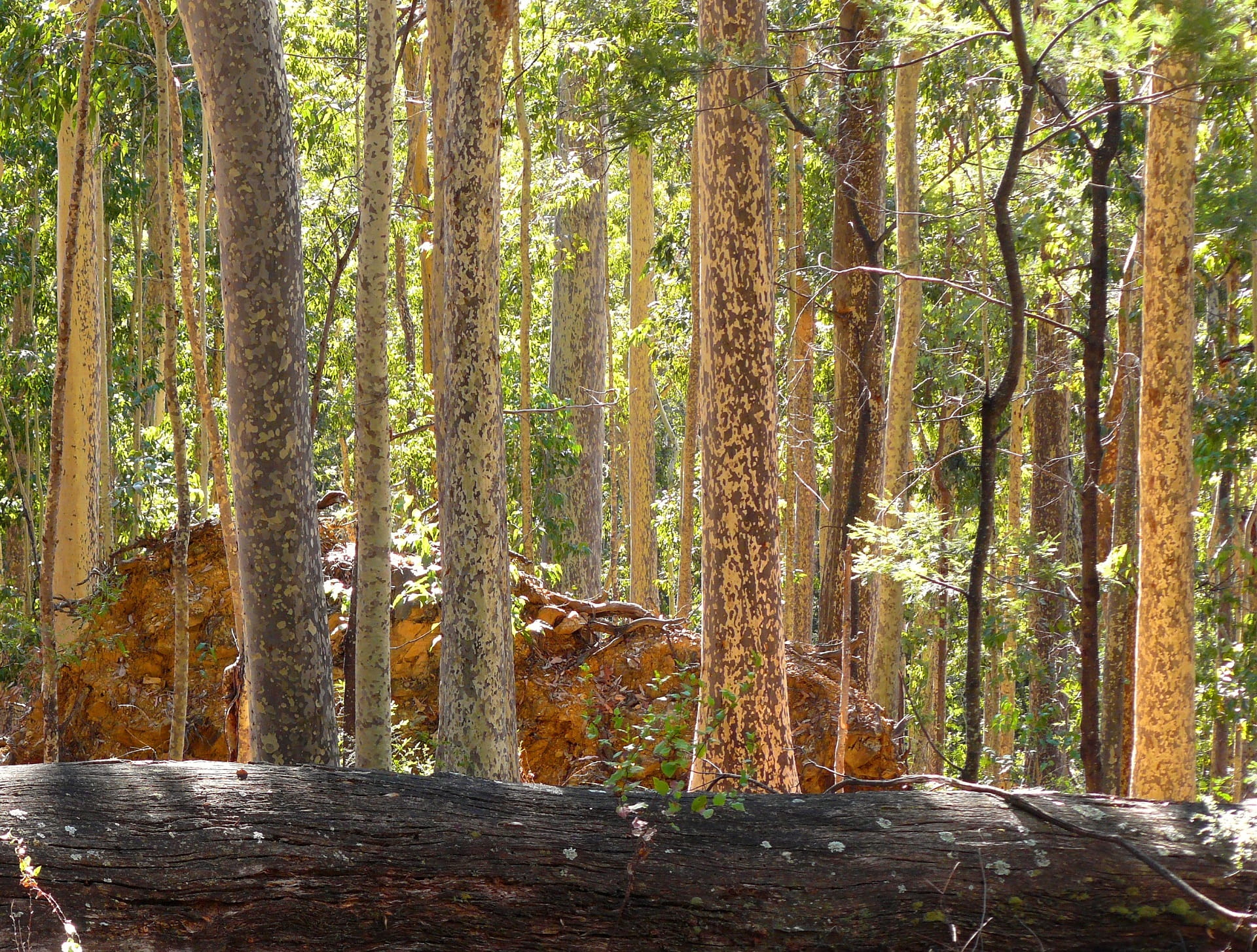 Spotted Gums at Mottle Range Flora Reserve