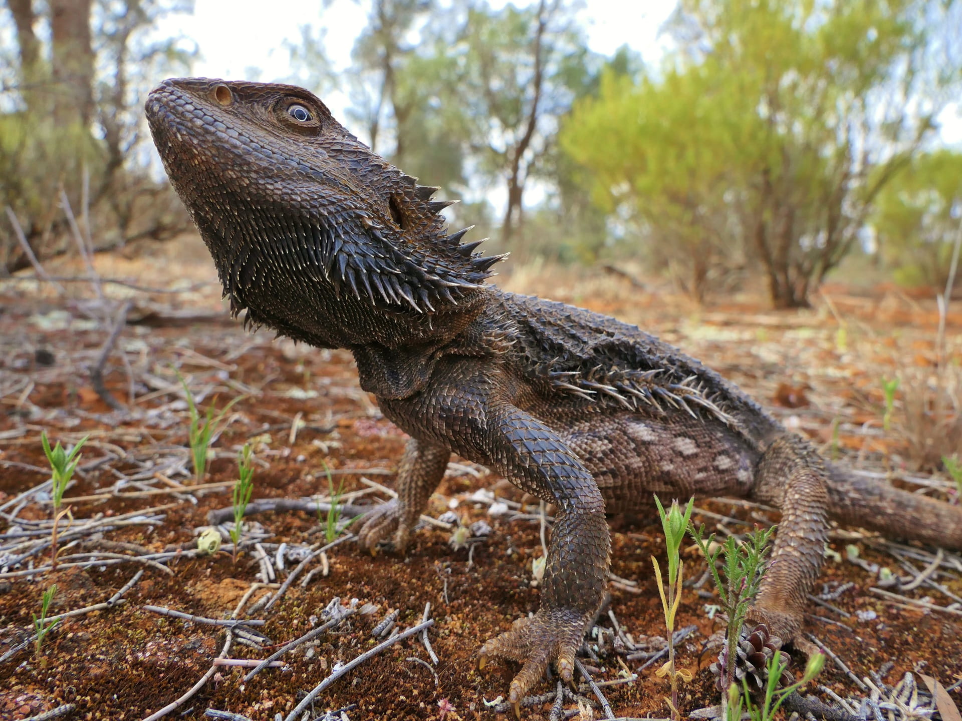 A Central Bearded Dragon (Pogona vitticeps) at Yarrara Flora and Fauna Reserve