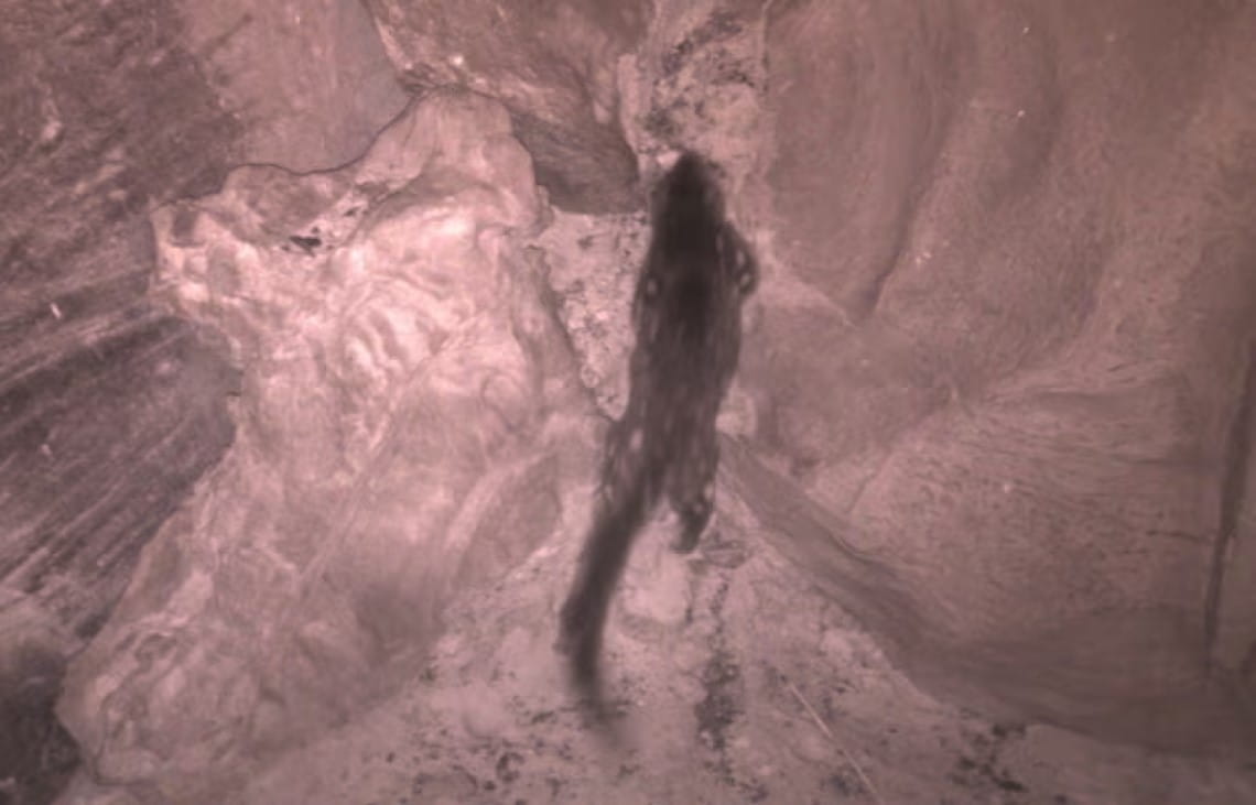 A Tiger quoll runs past a rocky landscape. The faint outline of a spotted coat is visible.