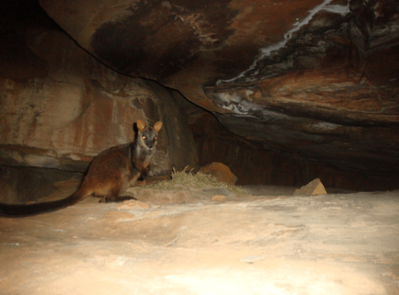 An adorable brush-tailed Rock-wallaby stands on top of a rocky area and looks into the camera.