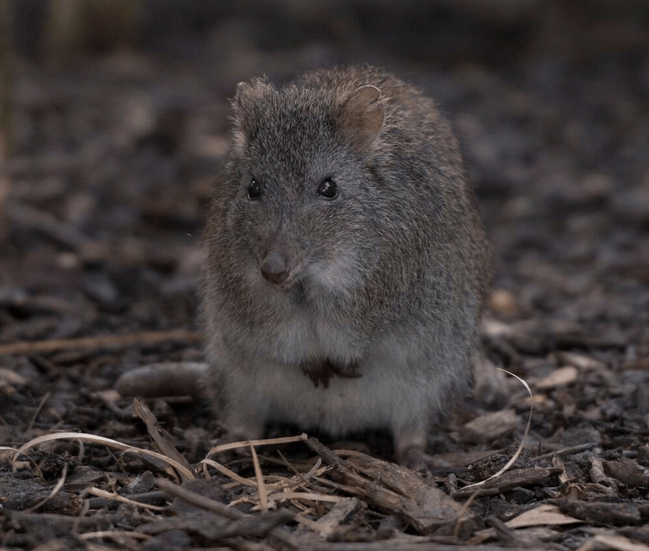 A small rabbit sized potoroo is sitting on top of woody debris.