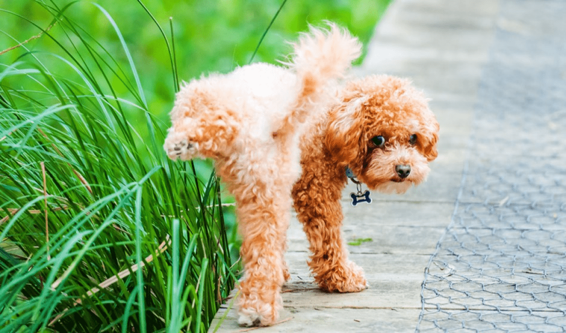 A orange fluffy dog cocks his leg up to pee