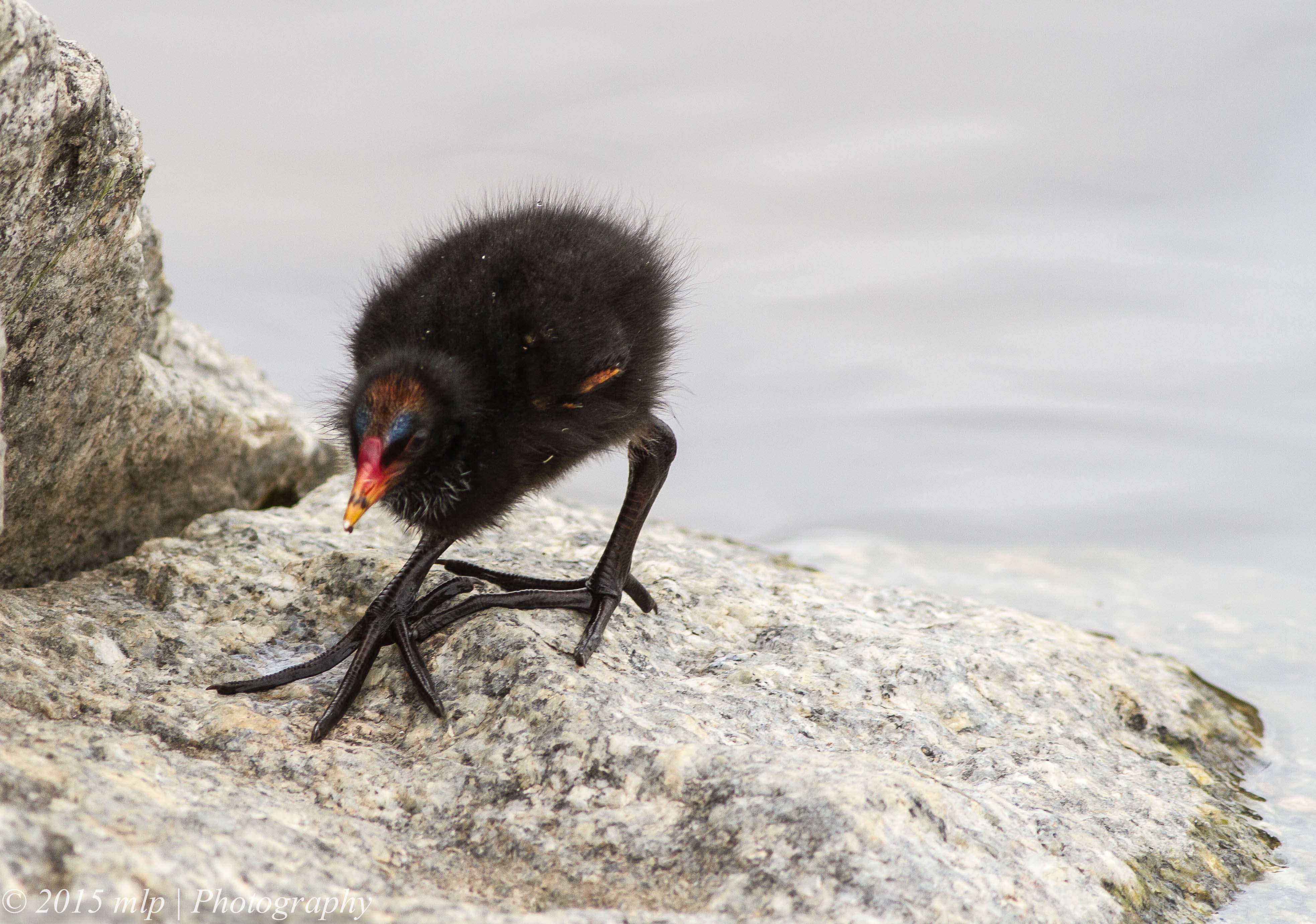 the chick of the dusky moorhen has very large feet, a grey brow of feathers and looks bald.