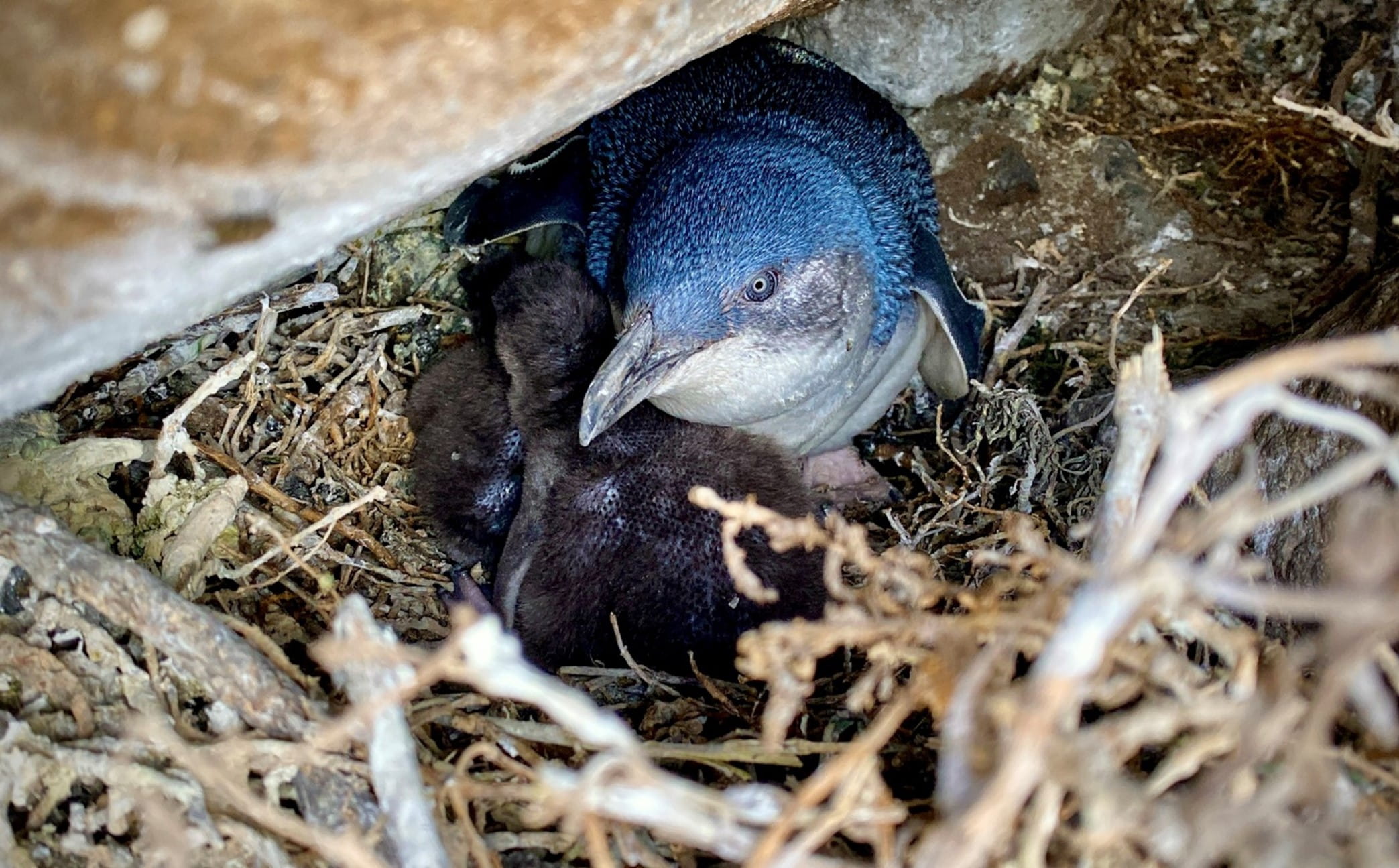 A brooding Little penguin stares into the camera as it stands guard over its chicks in the next
