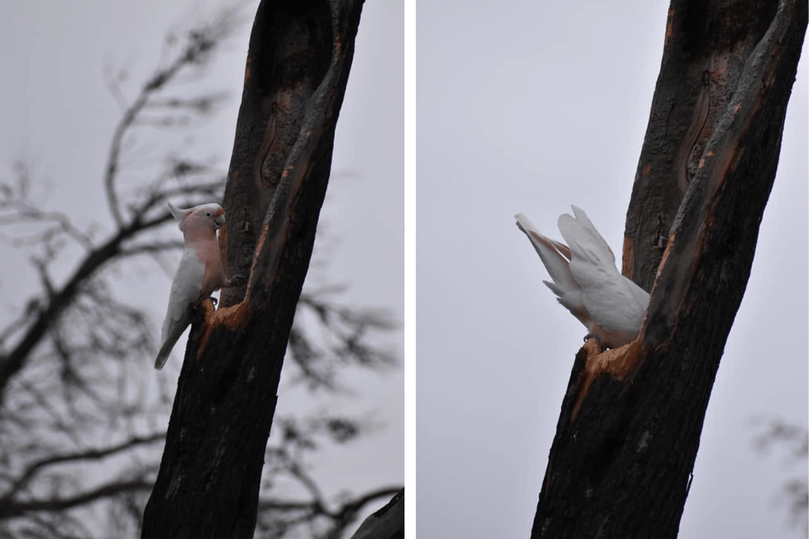 A Pink Cockatoo resting outside a damaged hollow, before entering. Credit: Friends of Wyperfeld 2020