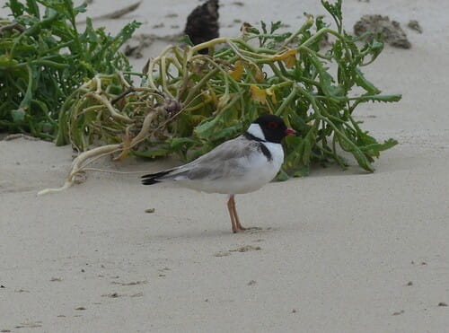 A hooded plover on the beach at Wilsons Promontory