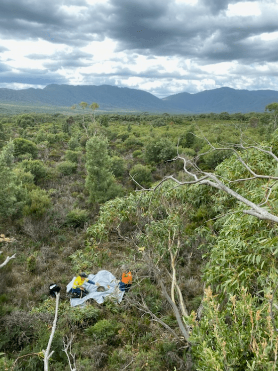 Elevated view over dense green bushland stretching toward a range of blue-grey mountains under a cloudy sky. In the foreground, branches and leaves frame the scene, while below, two workers in high-visibility clothing kneel beside a tarp laid on the ground, appearing to sort or handle materials. The landscape is lush with mixed shrubs and small trees, and the distant mountains are partially shaded by thick, dark clouds.