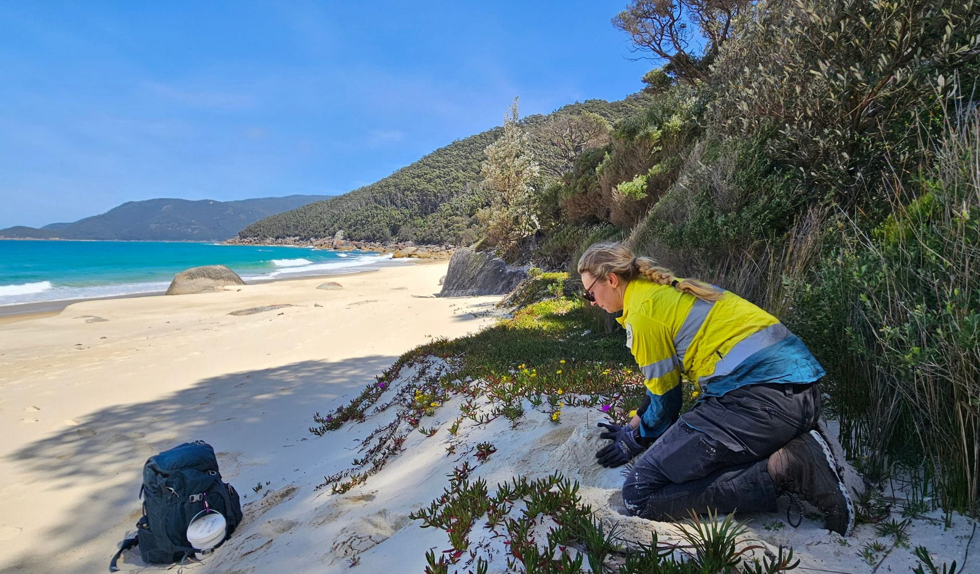 Foxbaiting in Wilsons Promontory National Park