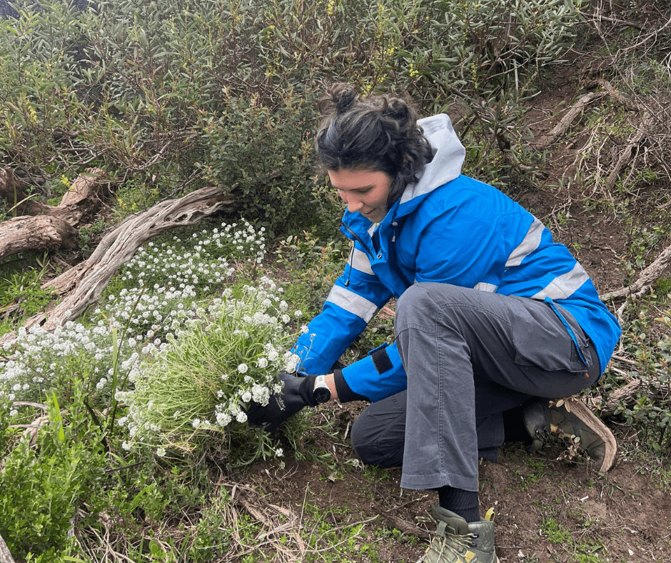 Image of Parks Victoria staff weeding invasive species