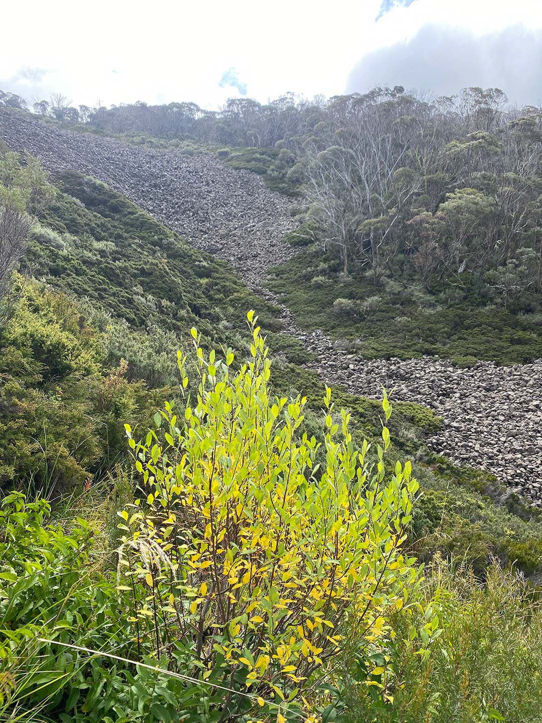 Willow in the foreground with a boulderfield in the background.