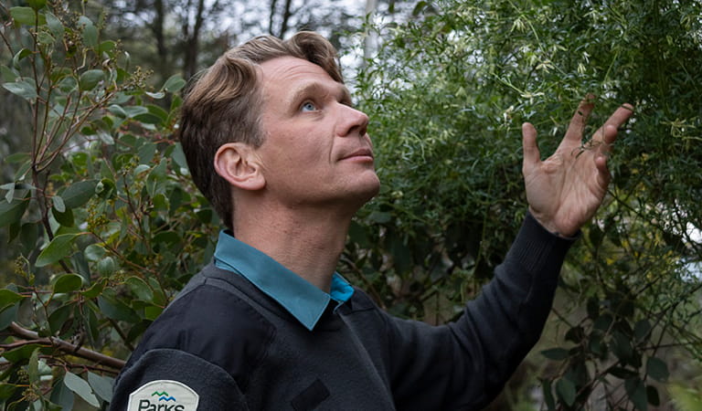 Ranger Alex Schipperen looking up at some tree branches.
