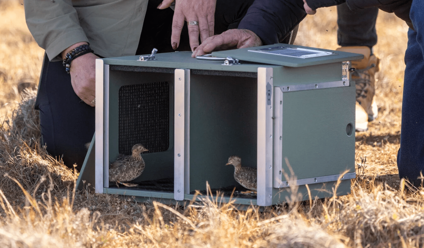 Two small Plains-wanderers are seen at the front of a metal cage that has been opened. Two people leaned down are holding the cage open – we only see their legs and hands. They are on a dry, beige looking patch of grasslands.