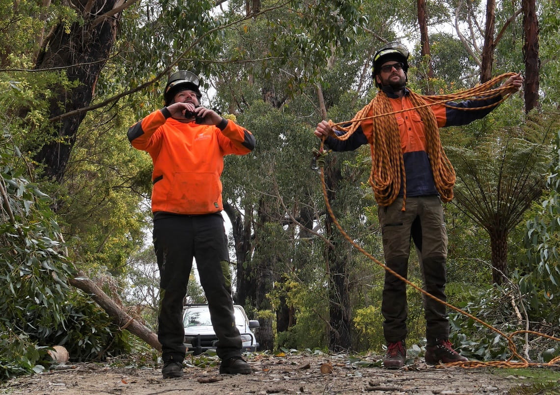 Arborists use binoculars to identify heavy seed crops before climbing the trees