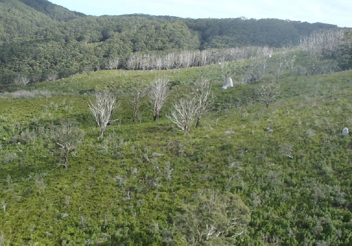 The edge of a collapsed forest in the south of the Prom