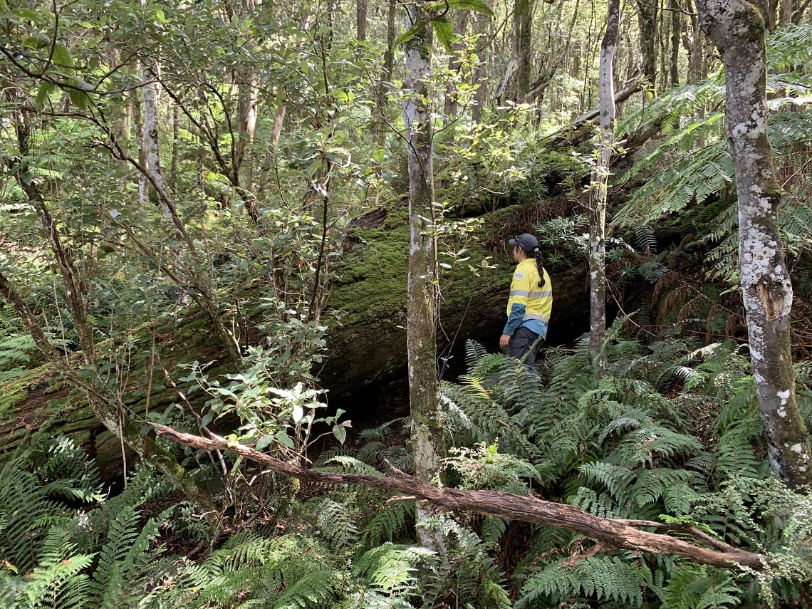 Park rangers measure and map 'stags', which are large dead trees that lived before the forest collapsed, to learn  what the forest used to look like
