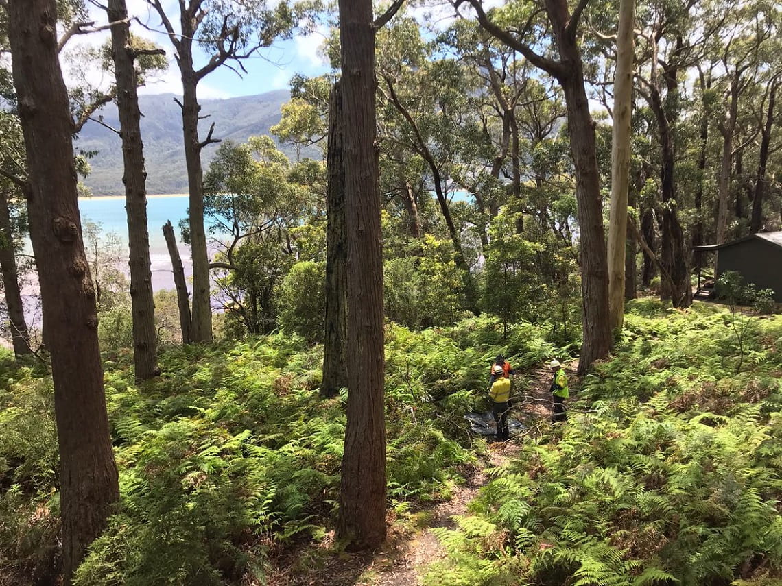 Seed collection areas range from the coast to the deep rainforest gullies and mountain slopes