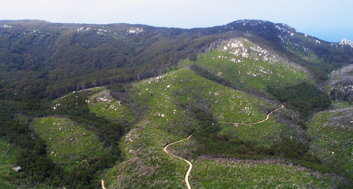 An area of collapsed forest that will be reseeded as part of the BushBank trial