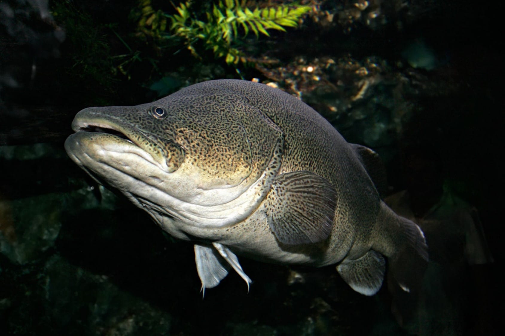 A fat Murray Cod drifts above you in this image.