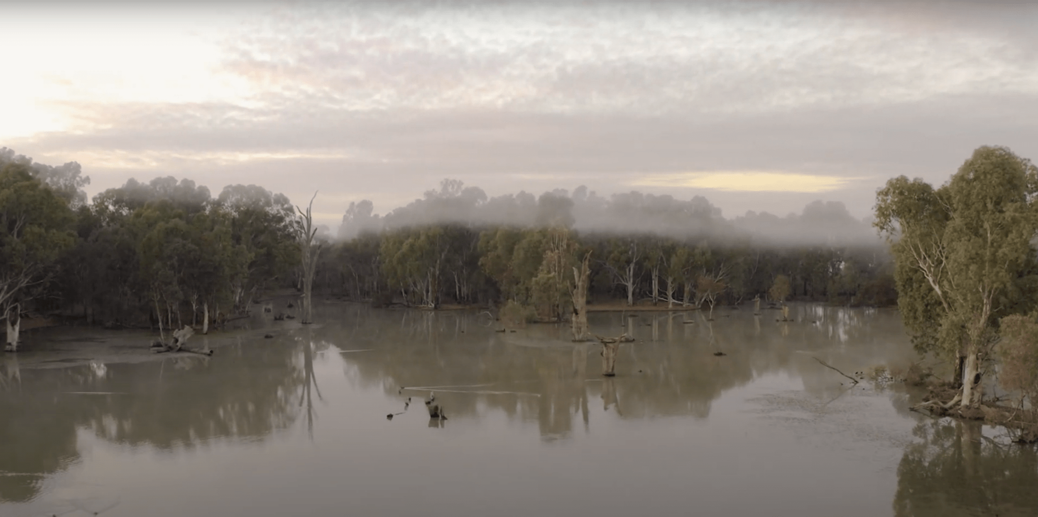 The landscape of the Hattah Kulkyne is filled with River Red Gums, water and fog.