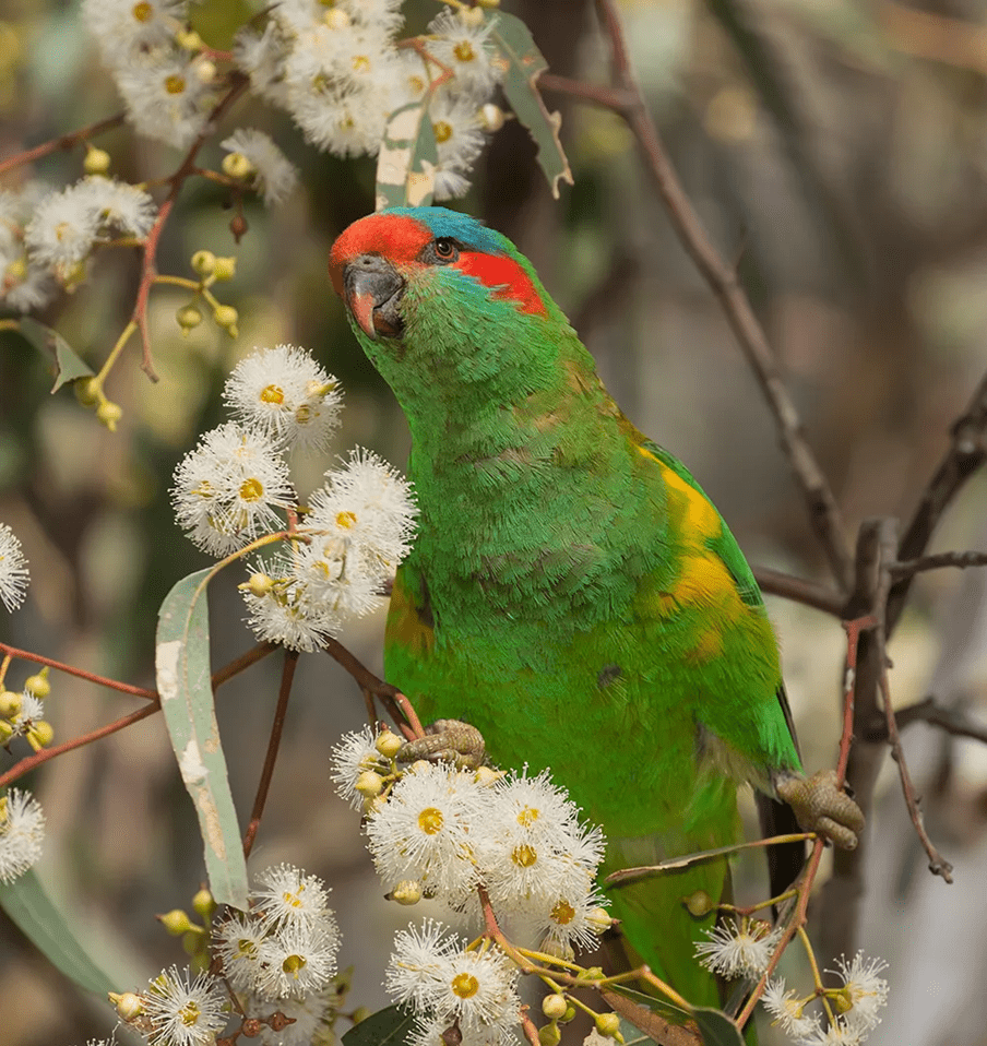 A bright green bird is amongst the top of the tree and situated with white flowers.