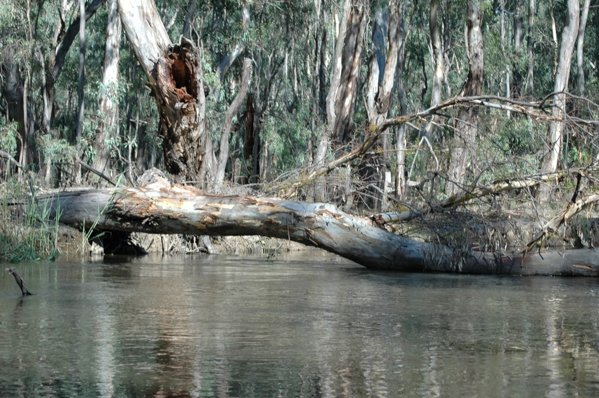 The fallen limb of a large river red gum has fallen into the water