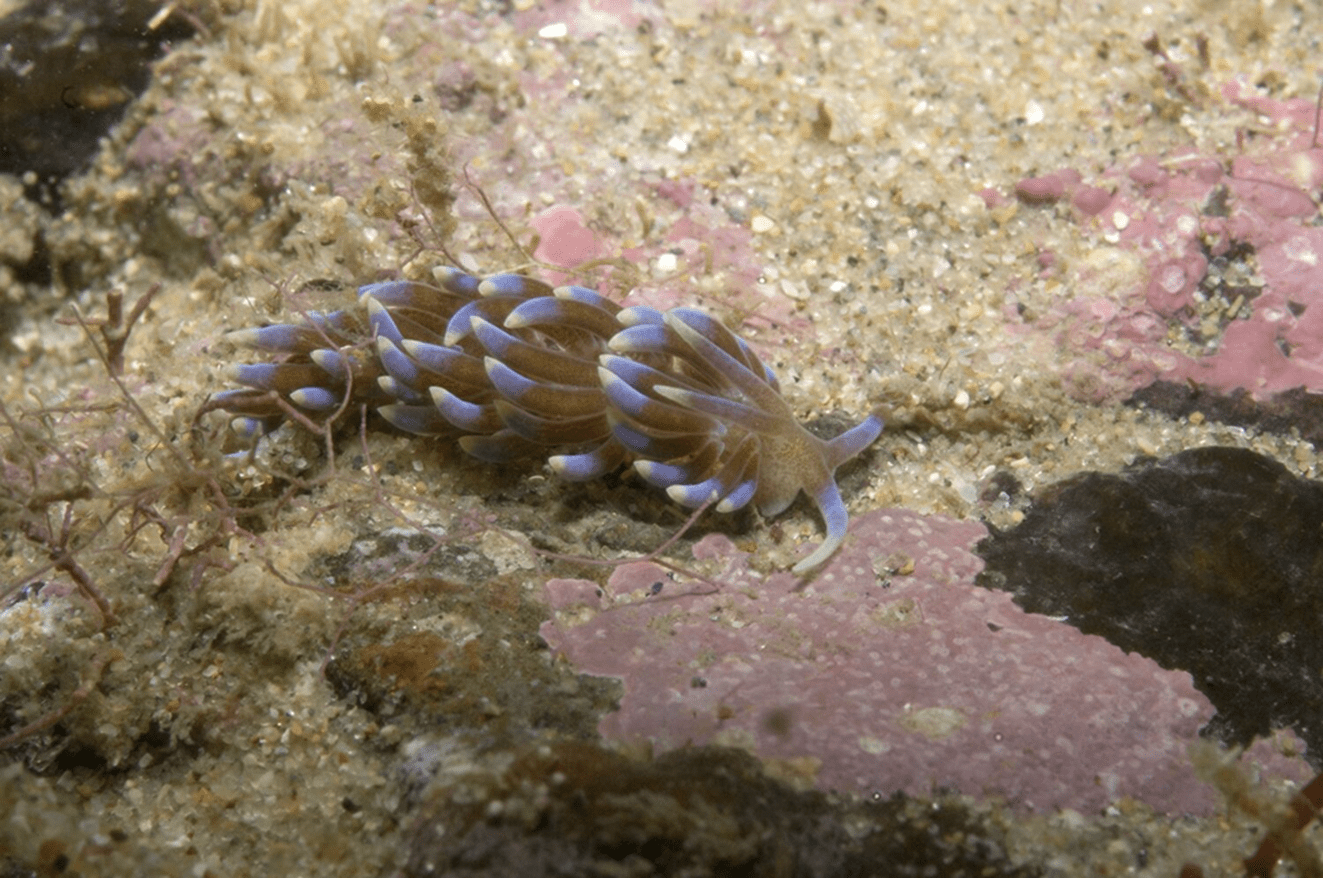 A small grey and blue nudibranch is on the bottom of the seafloor. It has bizarre tips all over its body.