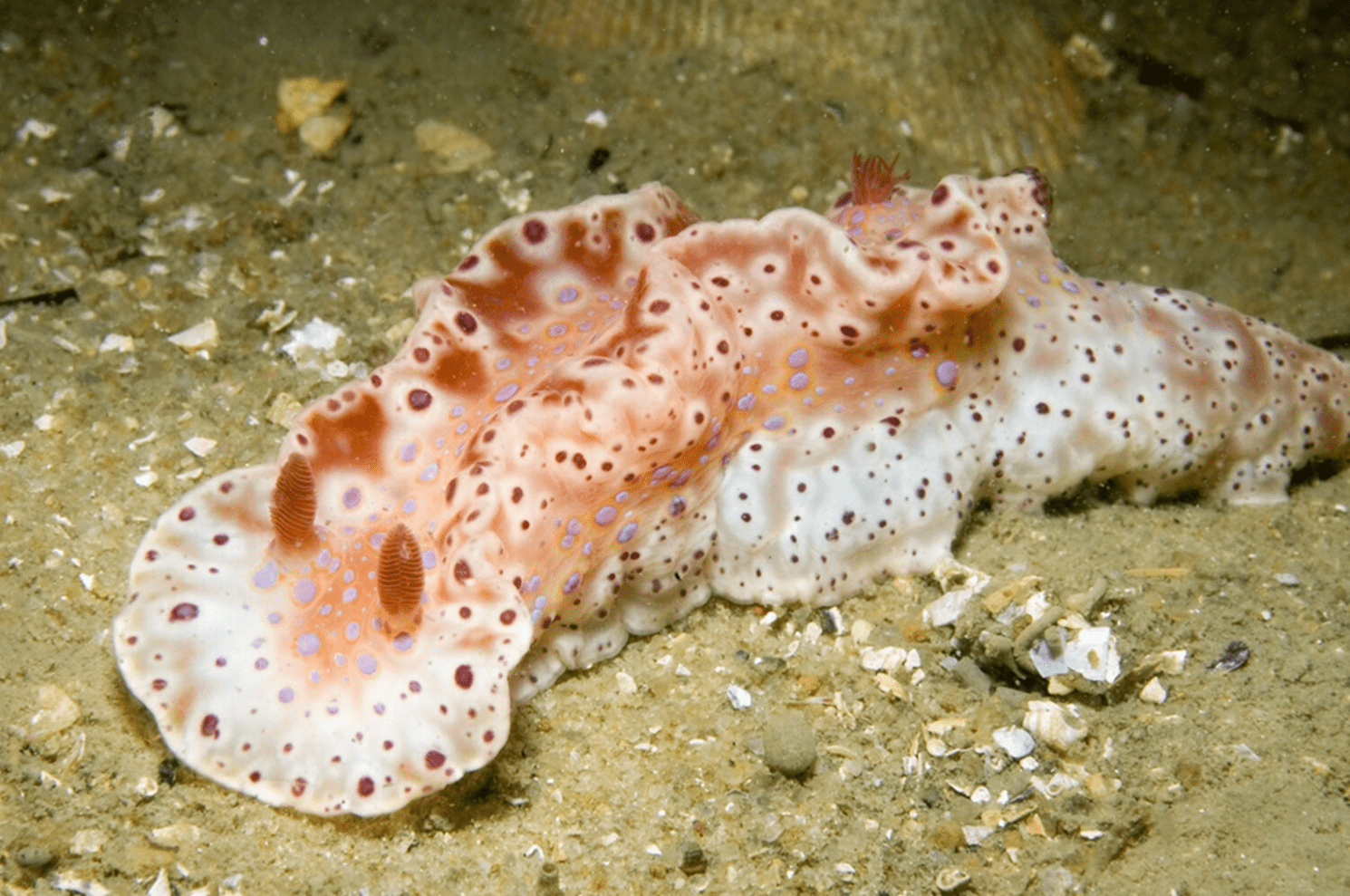 This nudibranch is coloured pink and white and looks adorable.