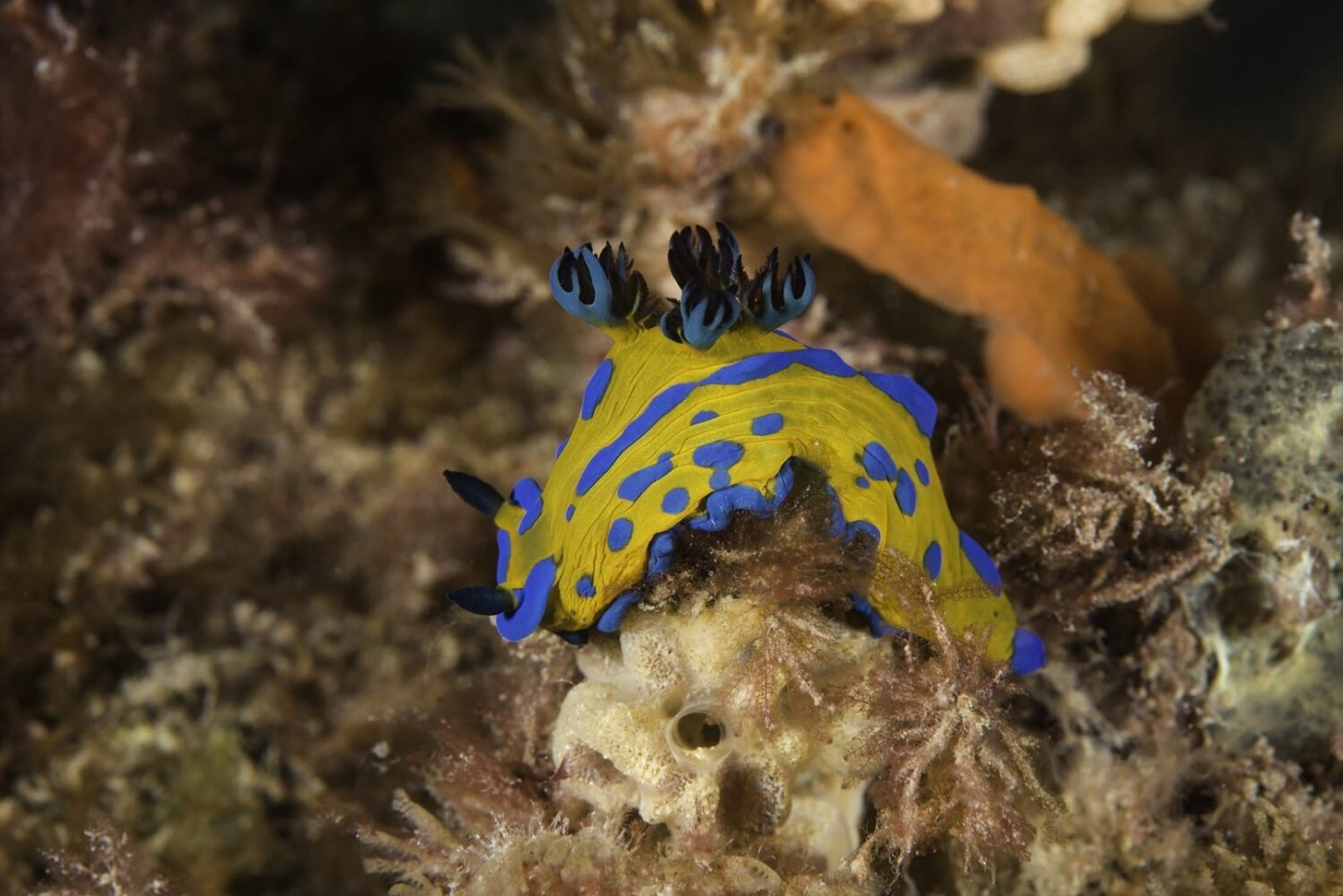 Stunning blue and yellow colourations adorn this slug.
