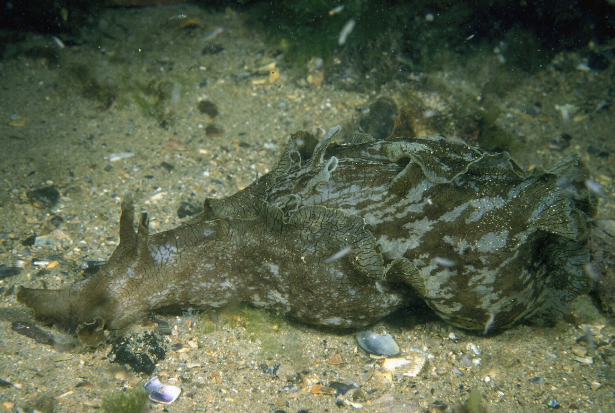 The sea hare is dull coloured, looking grey.