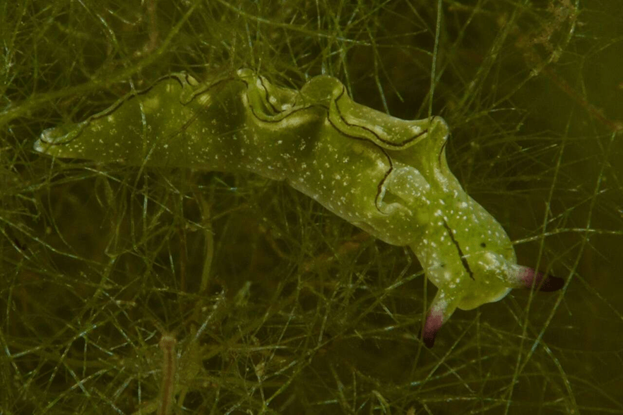 This bright green sea slug is hidden within the seaweed